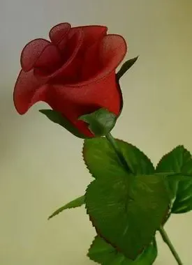 很难相信这精美的花儿竟是用丝袜编成的。 很难相信这精美的花儿竟是用丝袜编成的。