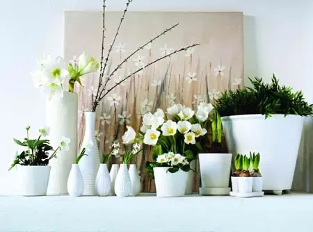 成都设计师强烈推荐5种绿色植物进驻居室(图) 成都设计师强烈推荐5种绿色植物进驻居室(图)