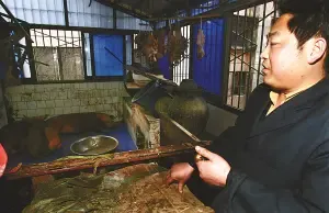 主人是个屠户竟把三头猪养在居民楼三室一厅内 主人是个屠户竟把三头猪养在居民楼三室一厅内