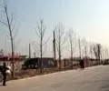 ��ƽ�ɫˮ�� ʵ��ͼ