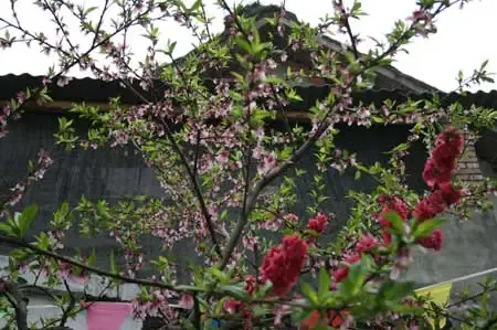 鑫苑名家“心愿放飞” 缤纷桃花节浪漫龙泉行 鑫苑名家“心愿放飞” 缤纷桃花节浪漫龙泉行