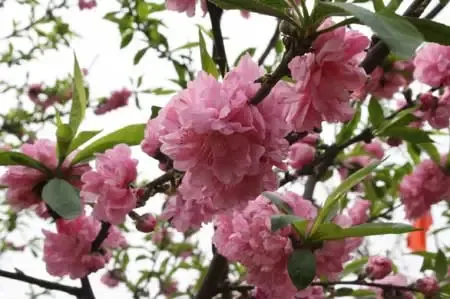 鑫苑名家“心愿放飞” 缤纷桃花节浪漫龙泉行 鑫苑名家“心愿放飞” 缤纷桃花节浪漫龙泉行