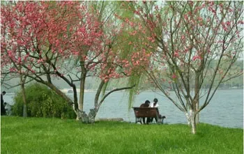 花开浪漫 花开浪漫