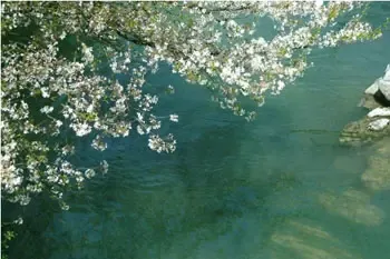 樱花浪漫 樱花浪漫