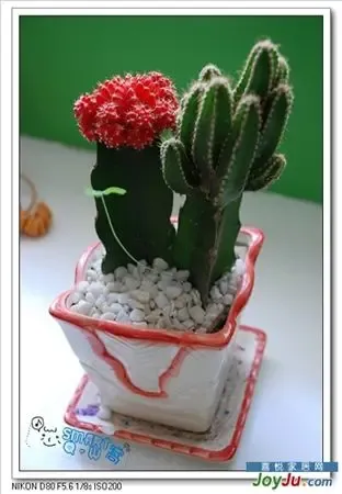 40ͼɹ����65ƽ�� 5��DIY���������ɫ����(ͼ)