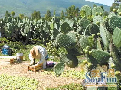 墨西哥vs乌拉圭将开赛 领略别具特色的墨西哥