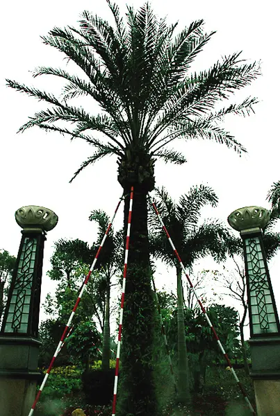 融信·大卫城:百万伊拉克蜜枣树的格调