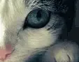 ��̳֮�ǣ���èl