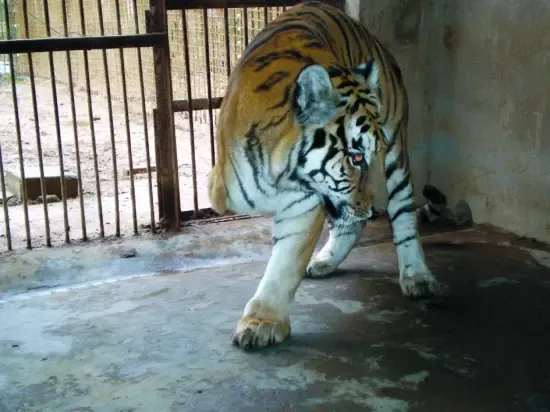 珍珠泉狮虎园有只老虎三条腿 先天残疾即将去