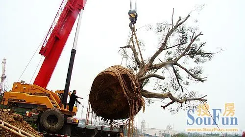 吊车吊起了大树