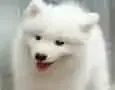 ��̳֮�ǣ���������è