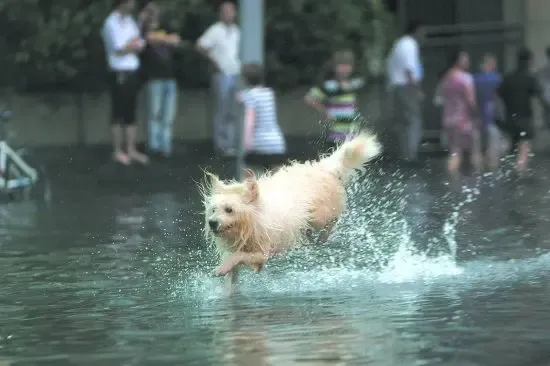 成都现看海奇迹 暴雨下可去武汉北京看海(图)|