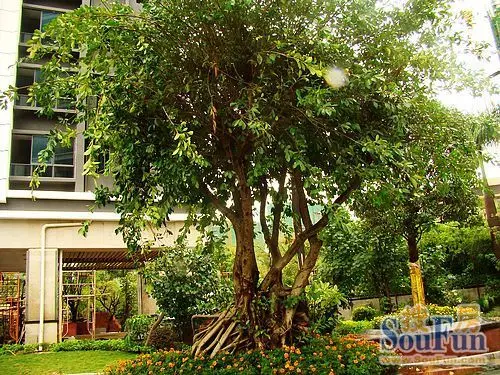 升禾绿城世界名贵树种随处可见