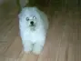 我家可爱宠物