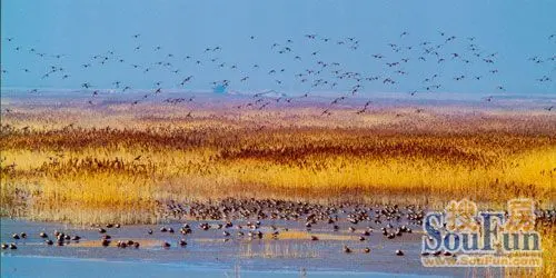 黄河河口湿地大型底栖动物群落结构和多样性研究