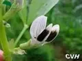看跌一线城市房价纯属牛刀自作多情
