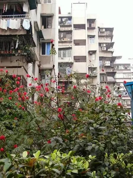 飞鹅西路大院,装修,36平,一居,外景图 飞鹅西路大院,装修,36平,一居,外景图