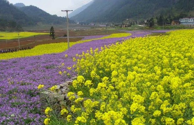 春天花会开 重庆周边景区春季赏花全攻略