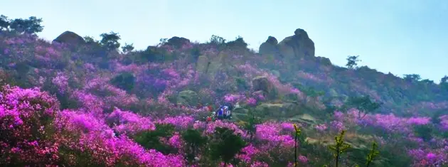 大珠山杜鹃花