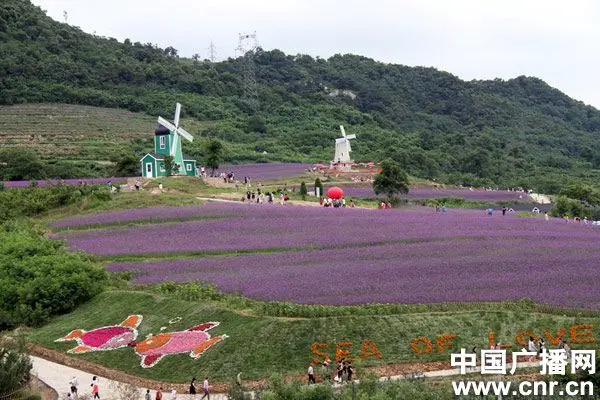 大连熏衣草花田开门纳客 去金州体验普罗旺斯