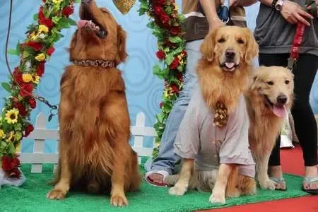 老友狗狗齐狂欢!时代山湖海办大型宠物嘉年华-土地资讯-中国土地挂牌网