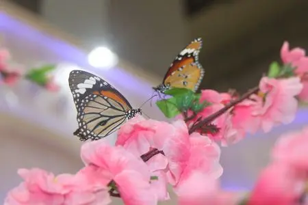 花絮:重庆秋交会上"春"意盎然 "桃花"朵朵开引来蝴蝶采