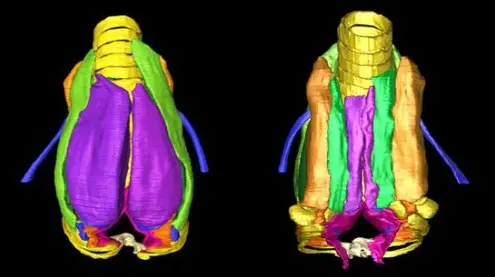3d模型的正反面,展示了被肌肉所环绕的骨头.