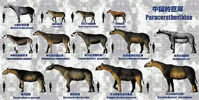 曲靖市麒麟区茨营乡发现的古生物化石"麒麟巨犀"