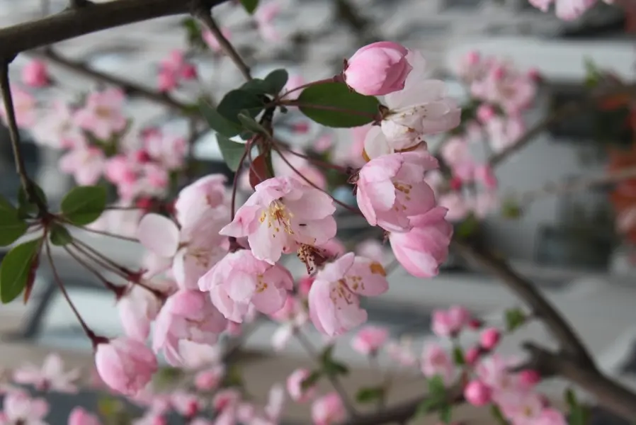苏州相城区活力岛附近楼盘最新春景图