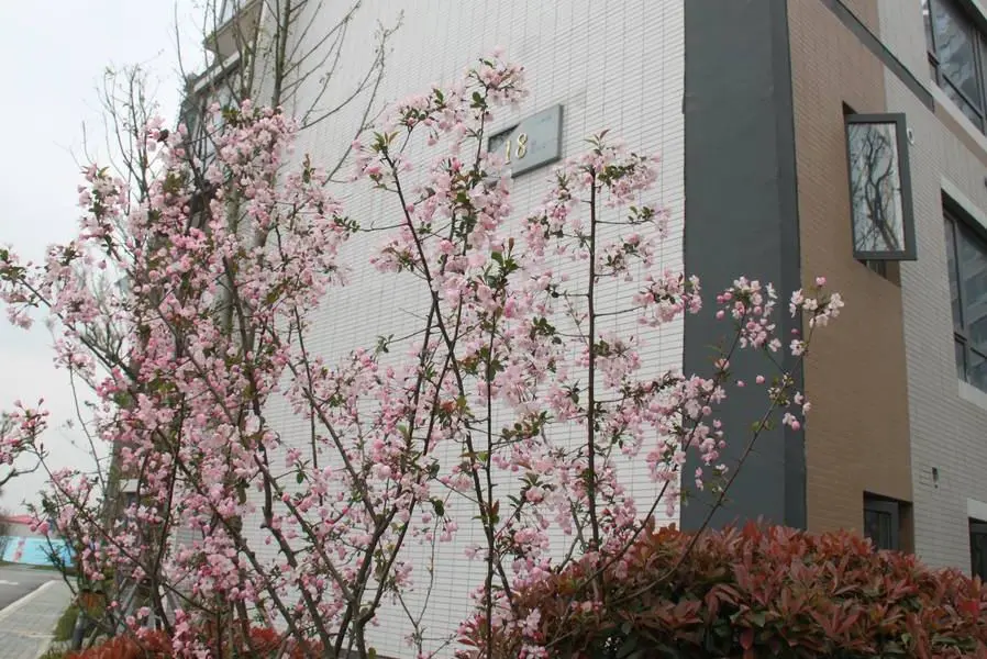 苏州相城区活力岛附近楼盘最新春景图