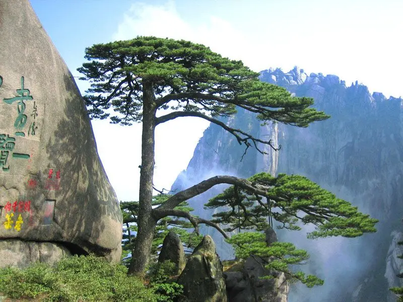 黄山奇松