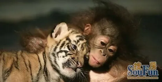 乌龟恋拖鞋 异种类动物不伦恋盘点_房产资讯_