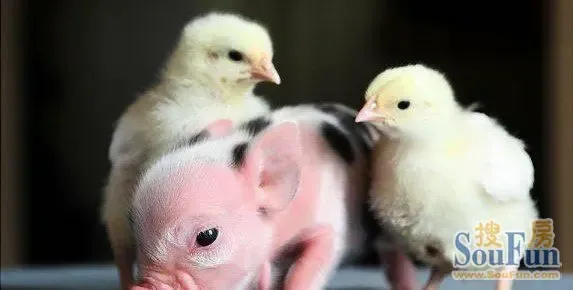 乌龟恋拖鞋+异种类动物不伦恋盘点