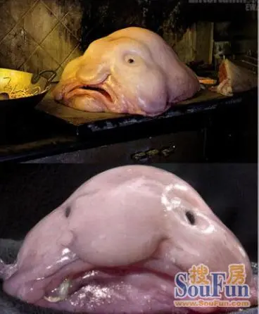 世界最丑动物水滴鱼夺冠 没有最丑只有更丑的奇葩动物大集结