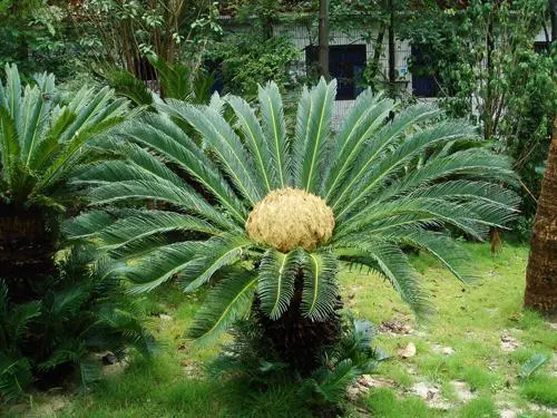7,铁树
