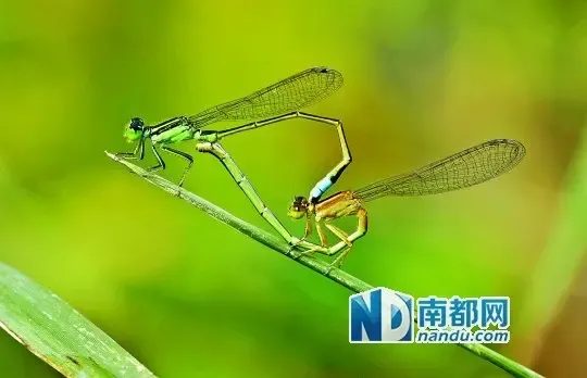 惠州蜻蜓种类达183种 南昆山将建全国首个蜻蜓