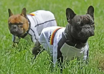 大嘴谝房:世界杯狂赌球 安置房闹加盖