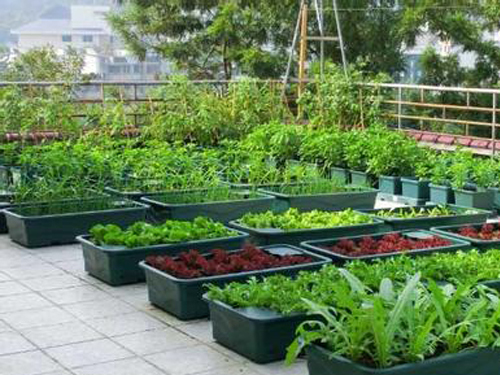 家庭阳台种菜diy,看达人们如何种出天然蔬菜