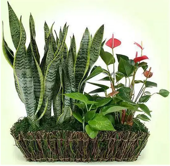 卫生间除味植物