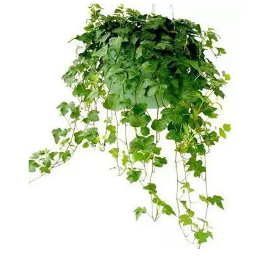 卫生间除味植物