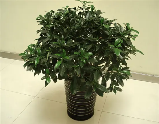 卫生间除味植物