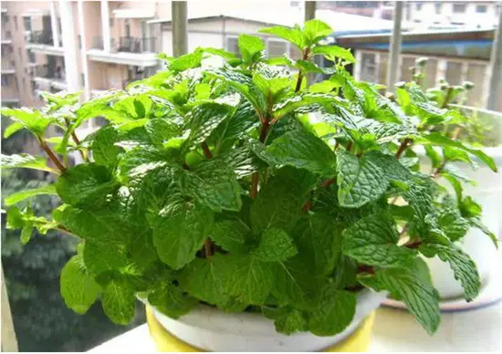 卫生间除味植物