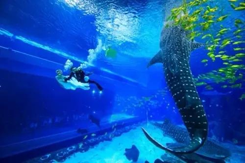 购房送旅游 碧瑞花园带你玩转珠海长隆海洋王