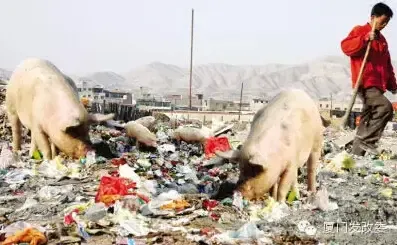 厦门新举措:彻底消灭垃圾猪