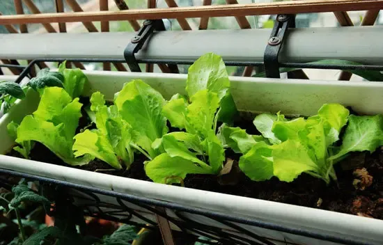 阳台种菜 五分钟就能学会-家居快讯-重庆搜房网家居装修