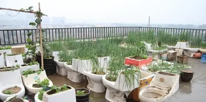 活久见马桶种菜,城会玩还是乖乖“田园种菜”-家居快讯-北京搜房网家居装修