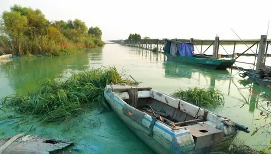 太湖爆发大面积蓝藻 水质污染严重