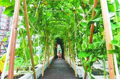安徽出现首个天空农场 购物中心楼顶种蔬菜(图)_房产资讯-大连搜房网