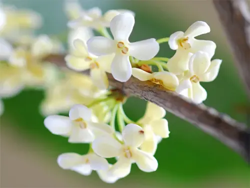 主城第一波桂花提前半月飘香 盘点最佳赏桂花楼盘-重庆二手房 搜房网