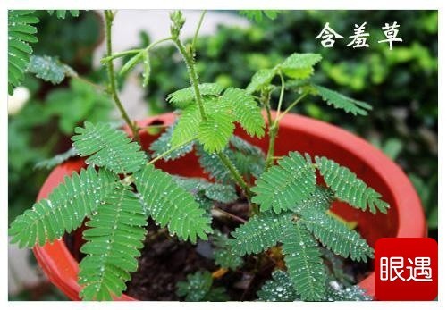 切记:这些植物虽然美,但不能放室内!